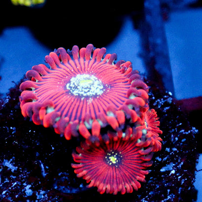 JC Magicians Zoanthid