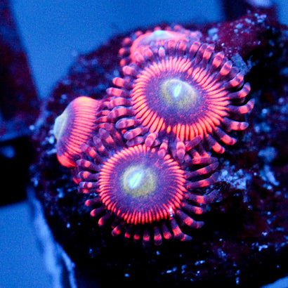 JC Valentines Blurr Zoanthid