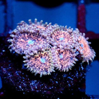Jc Neptunes Bounty Zoanthid