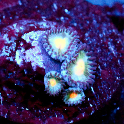 JC Blue Aliens Blood Zoanthid