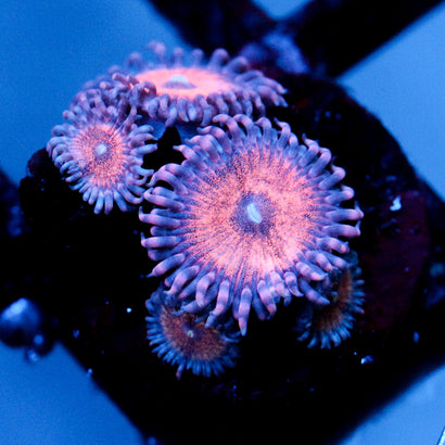 JC Amber Bliss Zoanthid