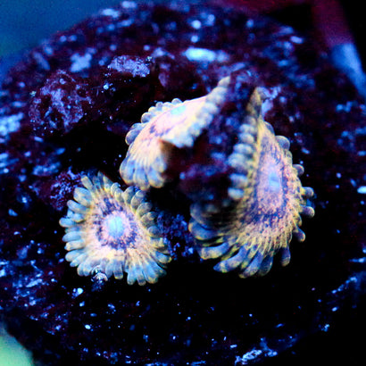 JC Ocean Side Zoanthid