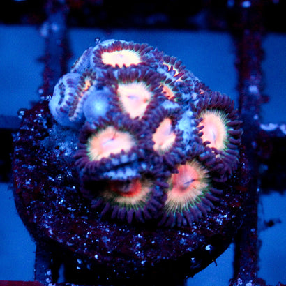 JC Peach Bellini Zoanthid