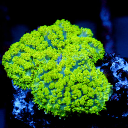 JC Neon Green Rhodactis