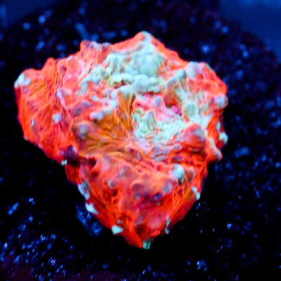 JC Citrus Dream Chalice