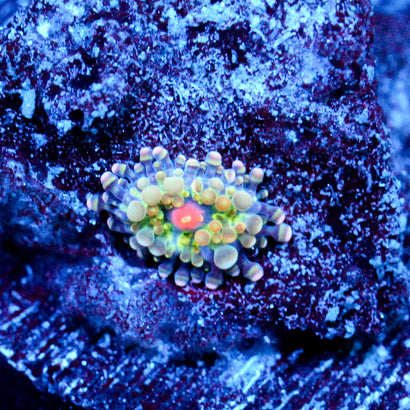 JC Baby Gold Blush Yuma