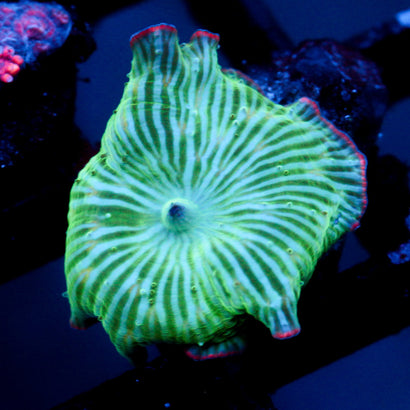 JC Watermelon Rind Mushroom