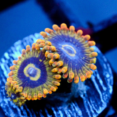 JC Raibow Yoda Zoanthid