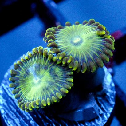 JC Lady Liberty Zoanthid