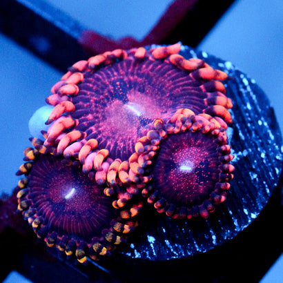 JC Purple Empress Zoanthid