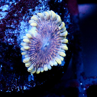 JC Permafrost Zoanthid