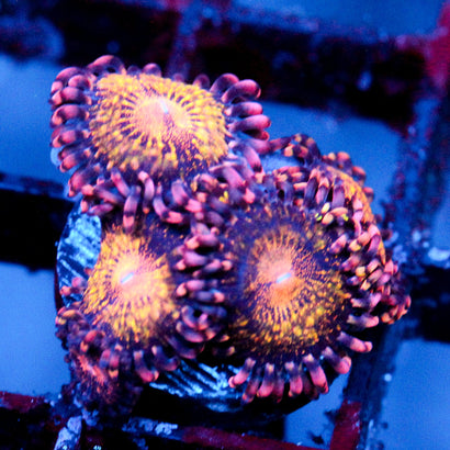 JC Speckled Kraze Zoanthid