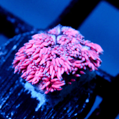 JC Cotton Candy Goni