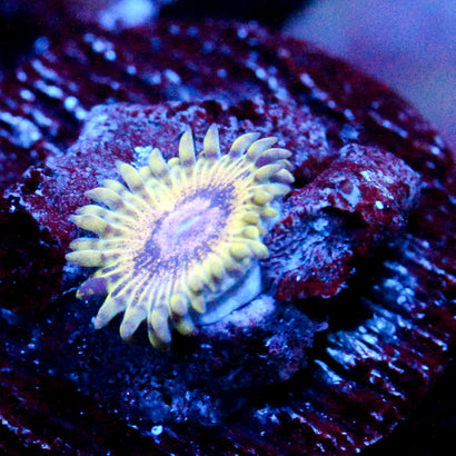 JC White Hole Zoanthid