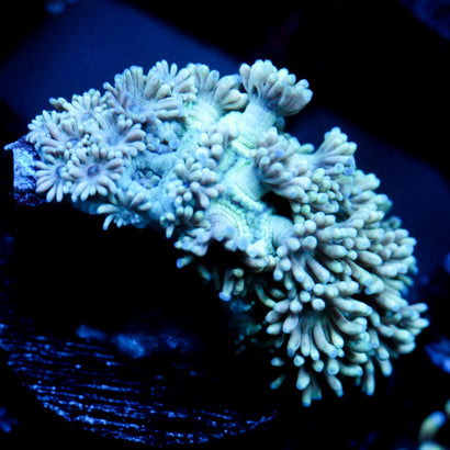 JC Beachy Breeze Goni