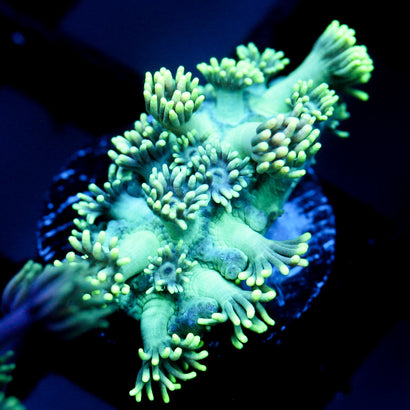 JC Yellow Petals Goni