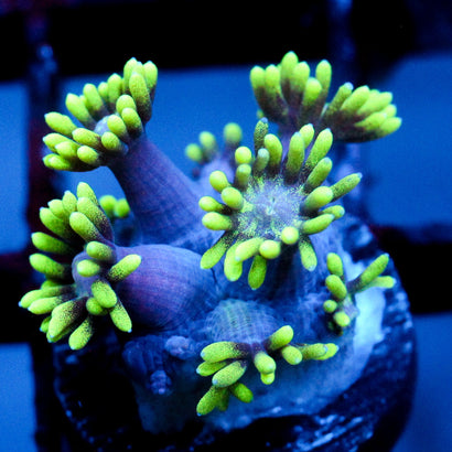 JC Alien Abduction Goni