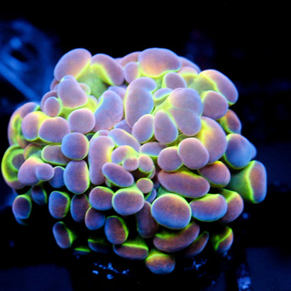 JC Ultra Hologram Hammer