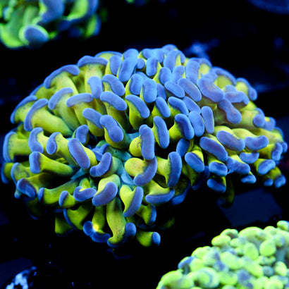 JC Bright One Hammer