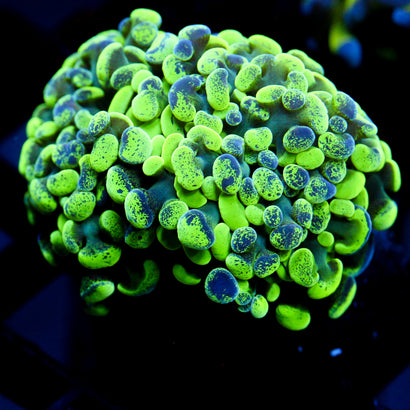 JC Ultra Splatter Hammer