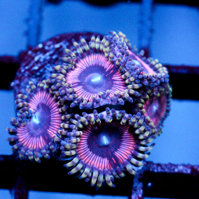 JC Pink Quasar Zoanthid Cluster