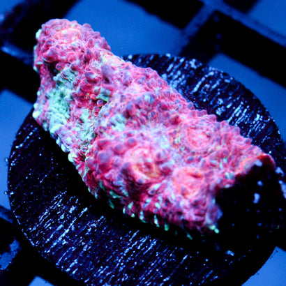 JC Unholy Trinity Chalice