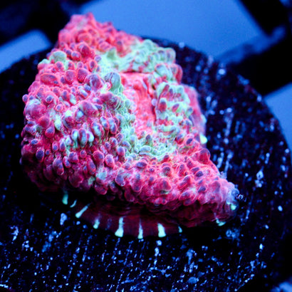 JC Unholy Trinity Chalice