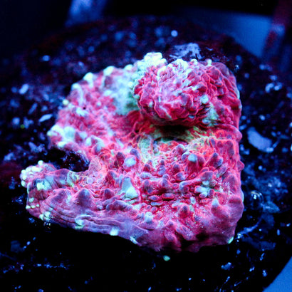 JC Pink Hue Chalice
