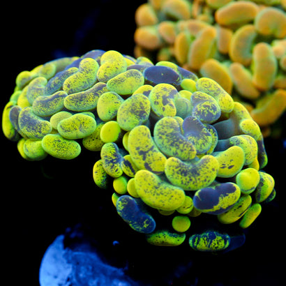 JC Yellow Splatter Hammer