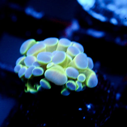 JC V1 Hologram Hammer