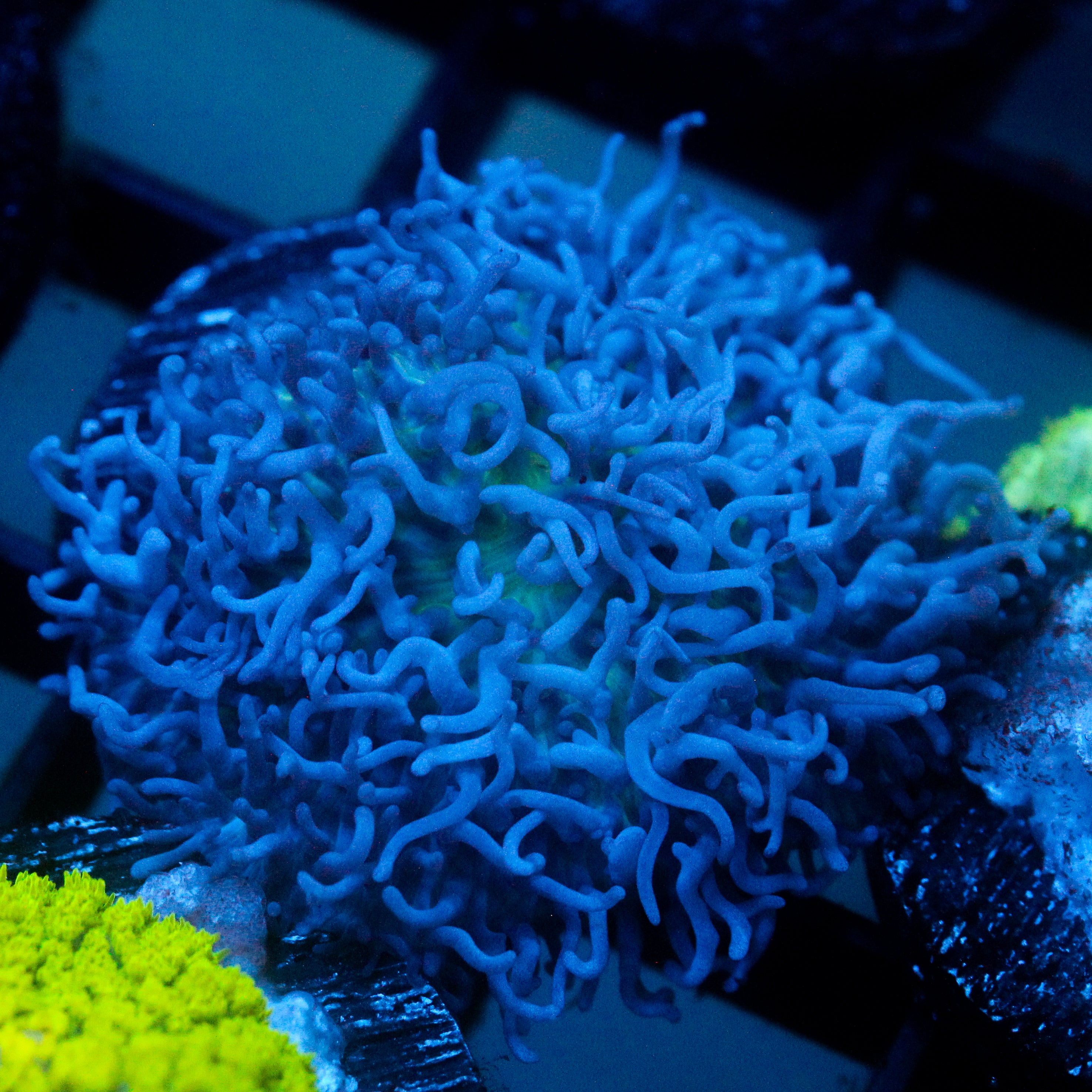 JC Fuzzy Mushroom