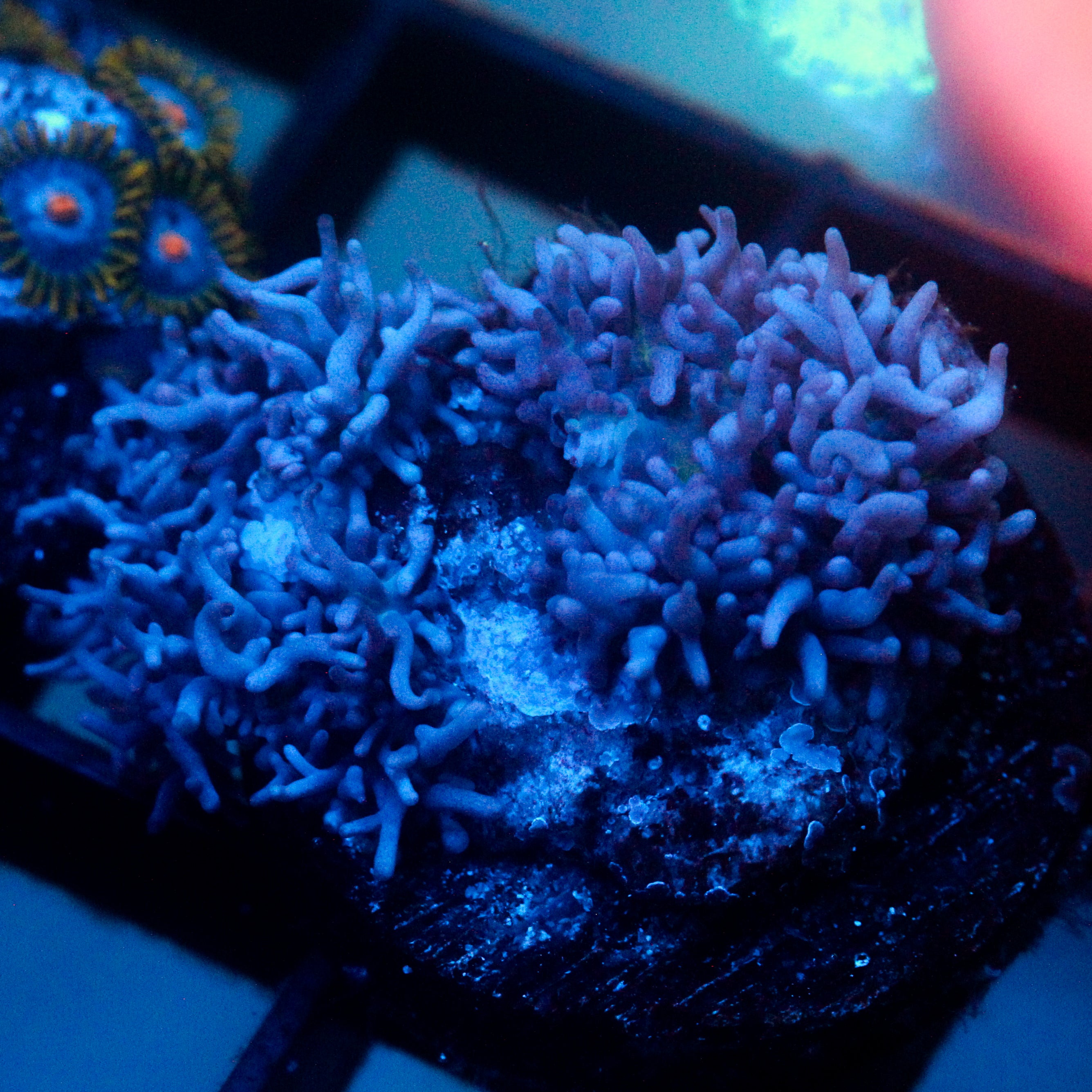 JC Fuzzy Mushroom