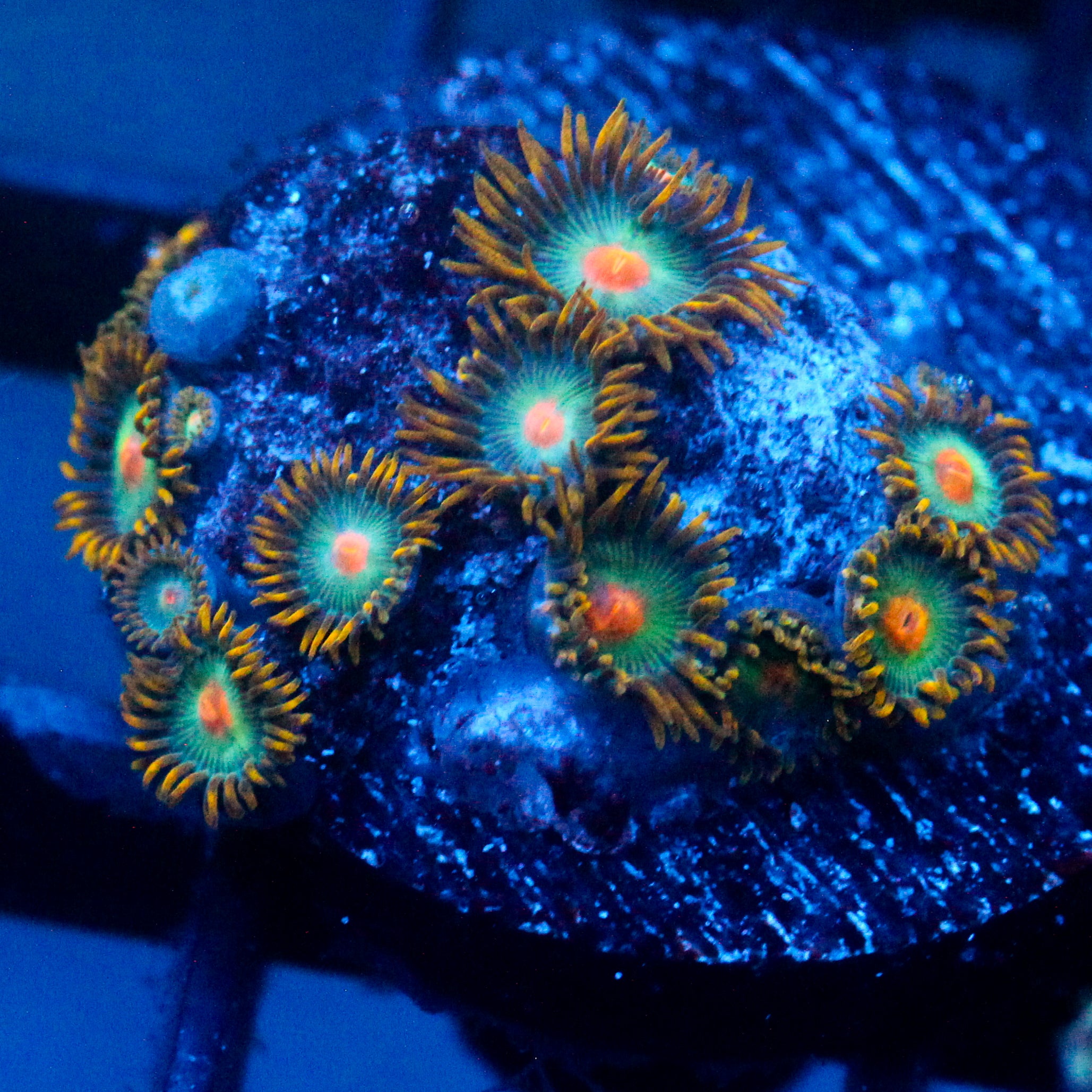 JC Saturn Zoanthid