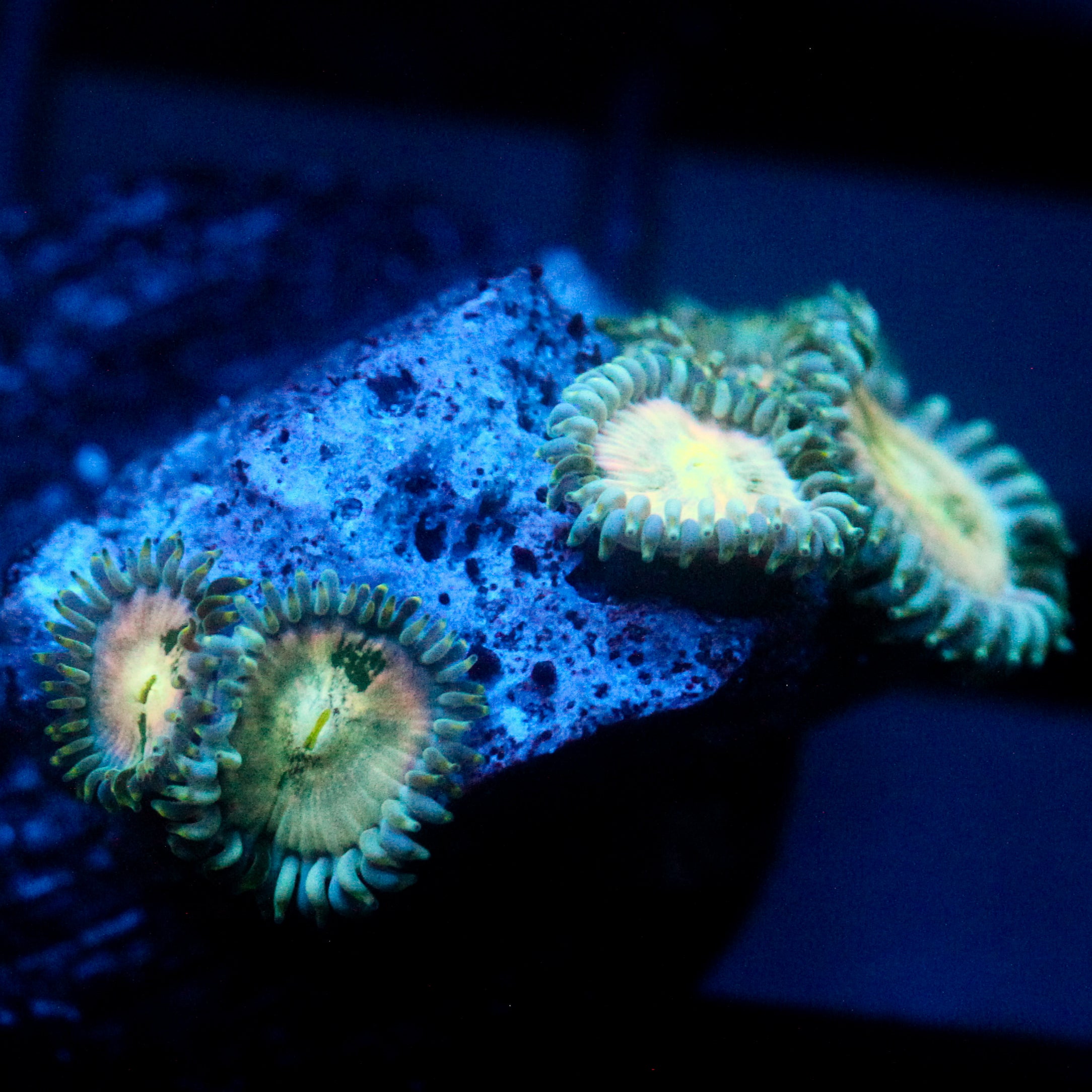 JC Hawaiian Ding Dang Zoanthid