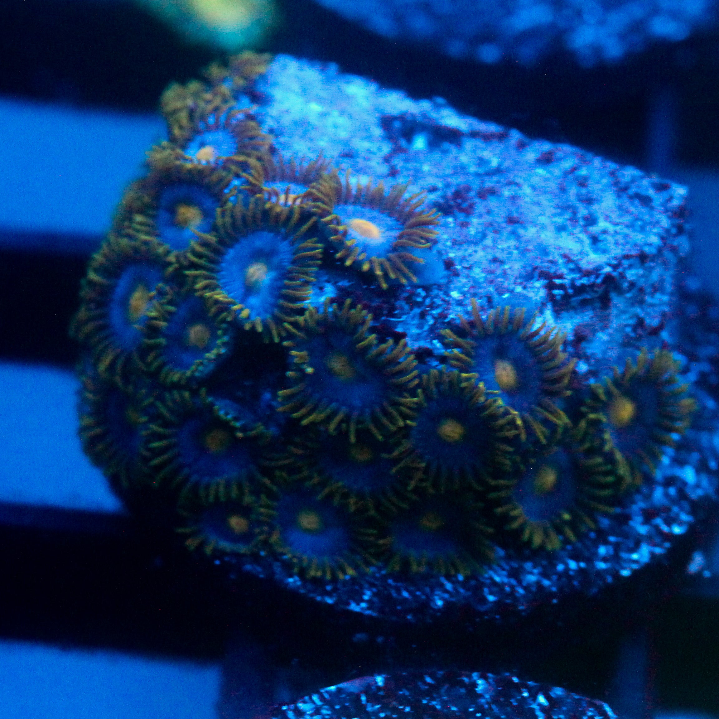 JC Gold Gobbler Zoanthid