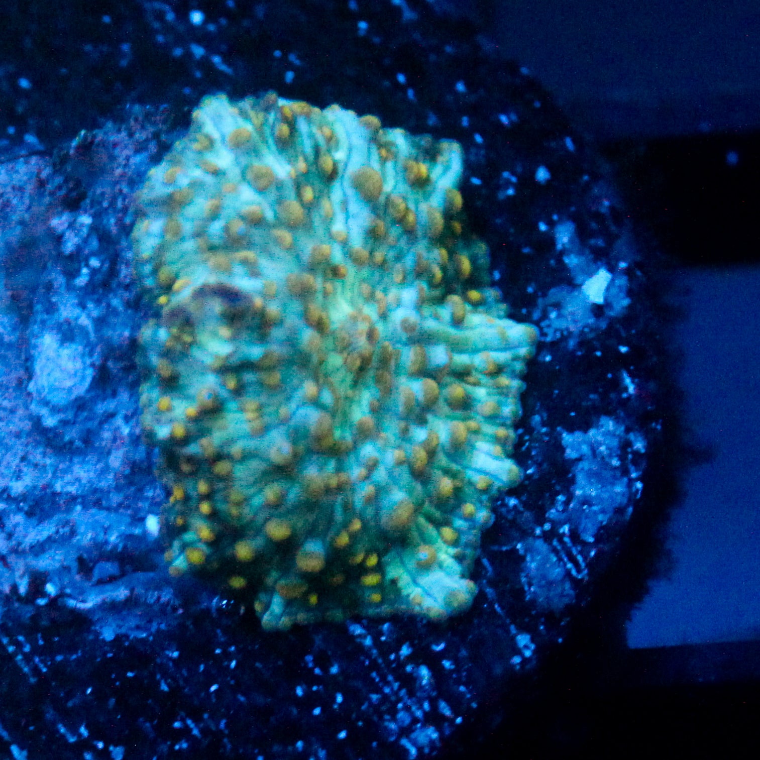 JC Firefly Discosoma