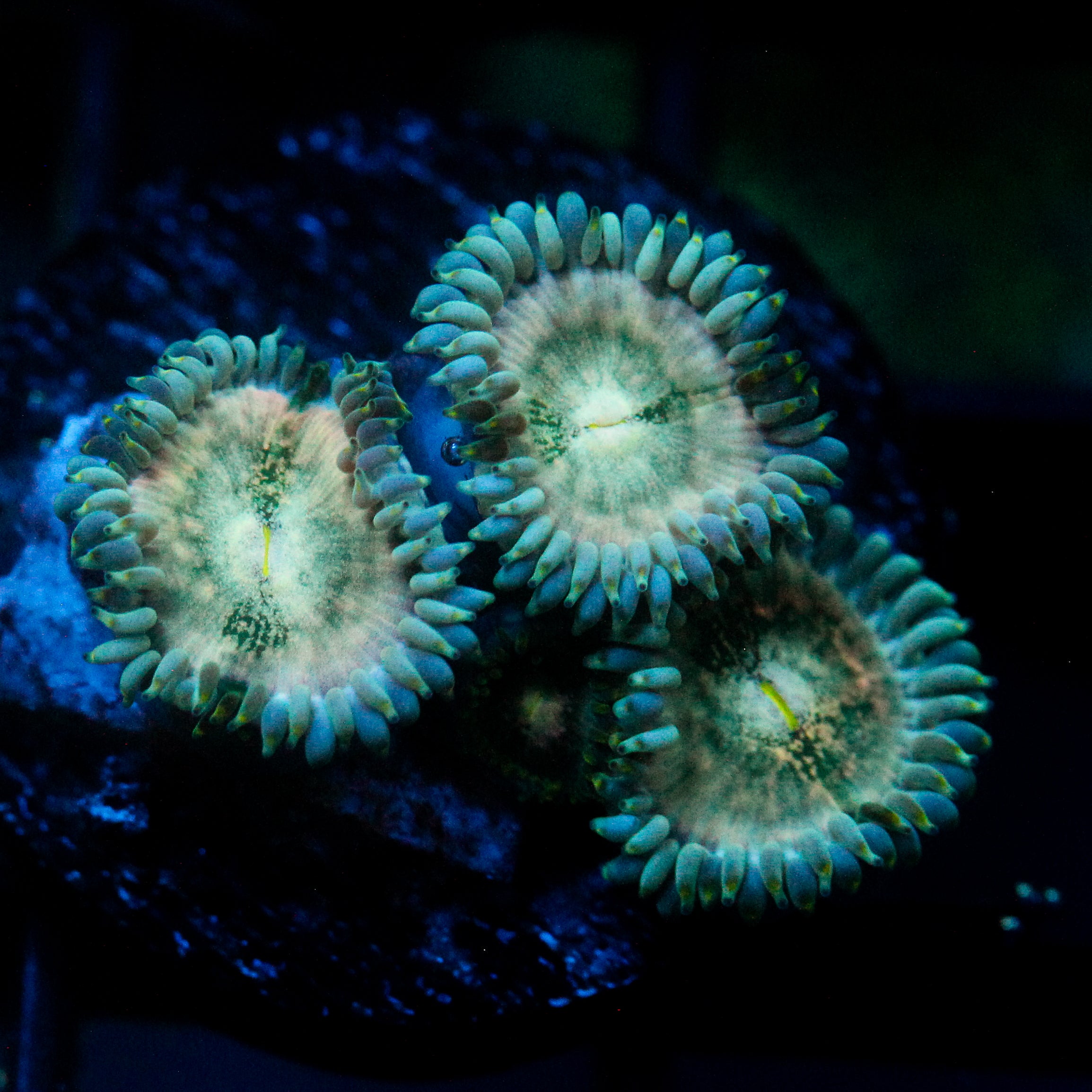 JC Hawaiian Ding Dang Zoanthid