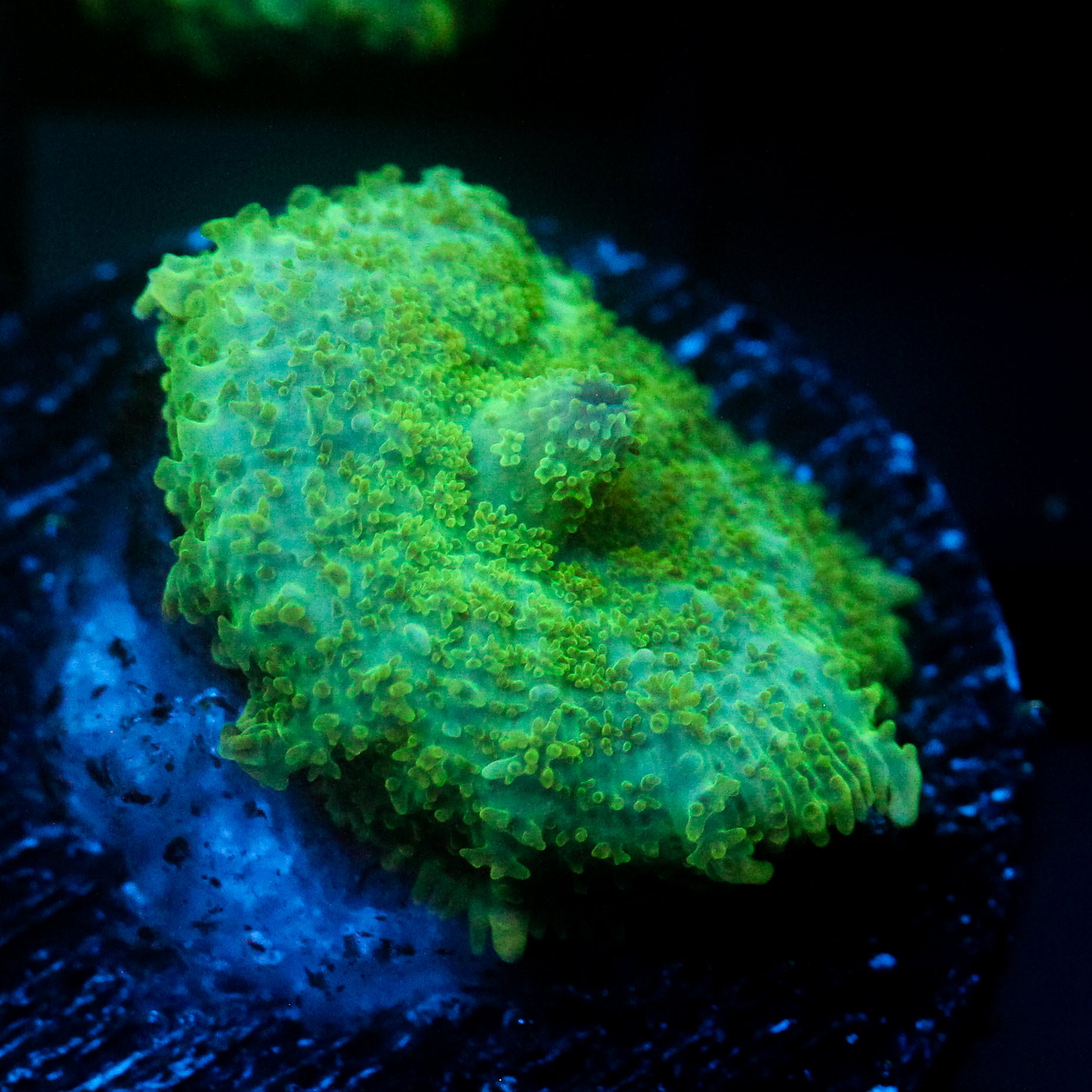 JC Lush Mesa Rhodactis
