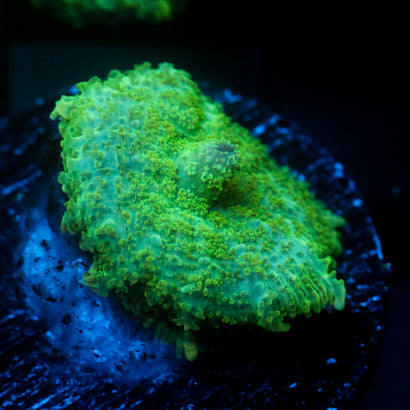 JC Lush Mesa Rhodactis