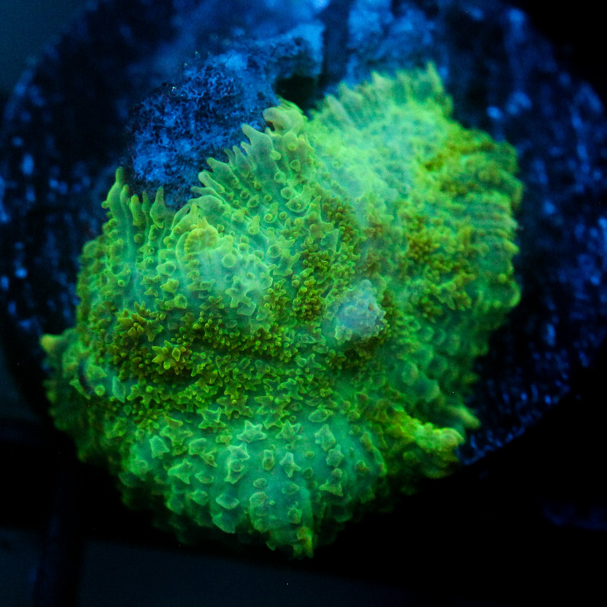 JC Lush Mesa Rhodactis