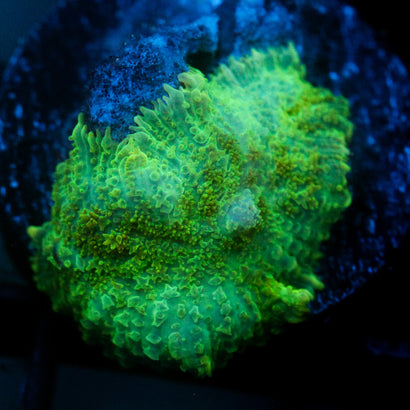 JC Lush Mesa Rhodactis