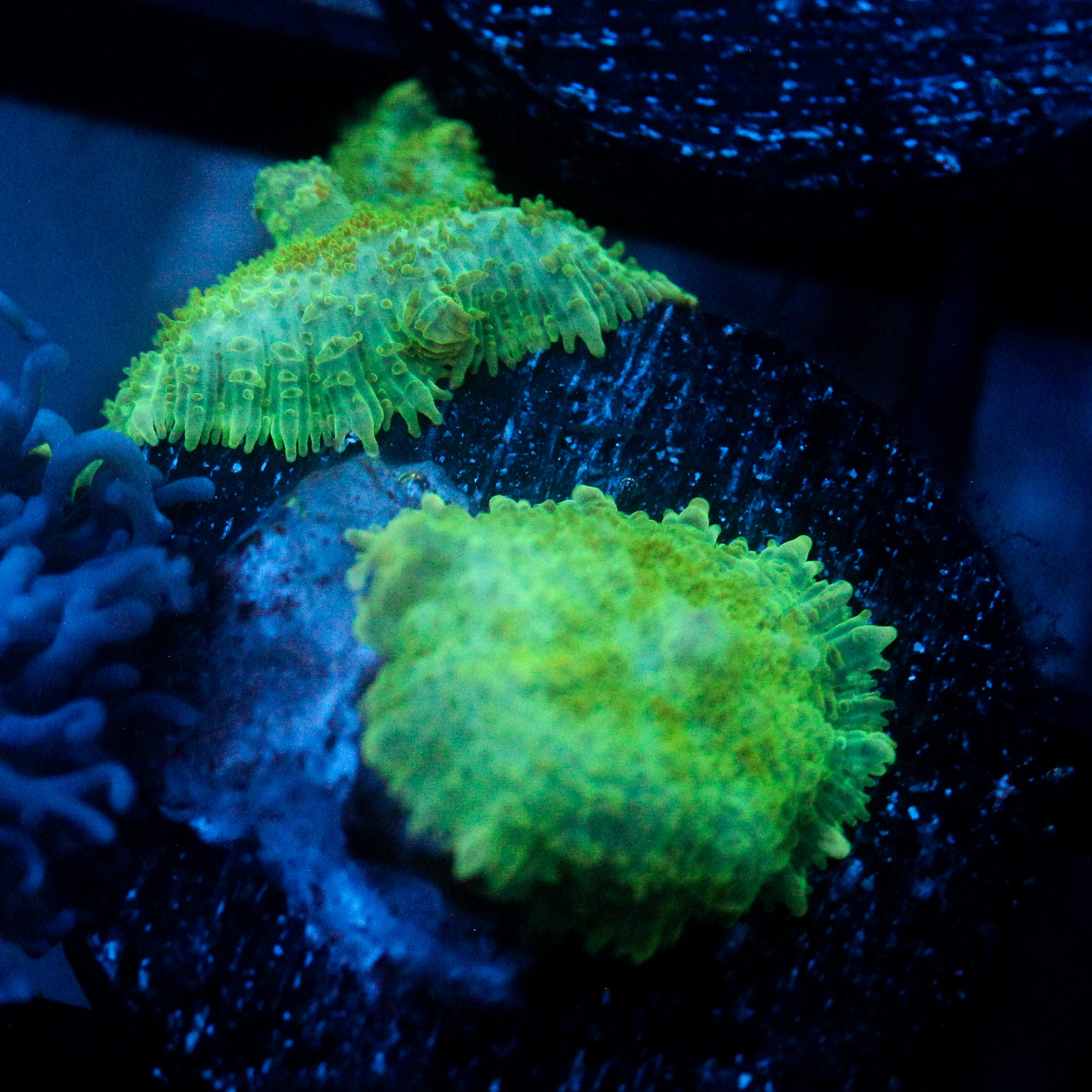 JC Lush Mesa Rhodactis
