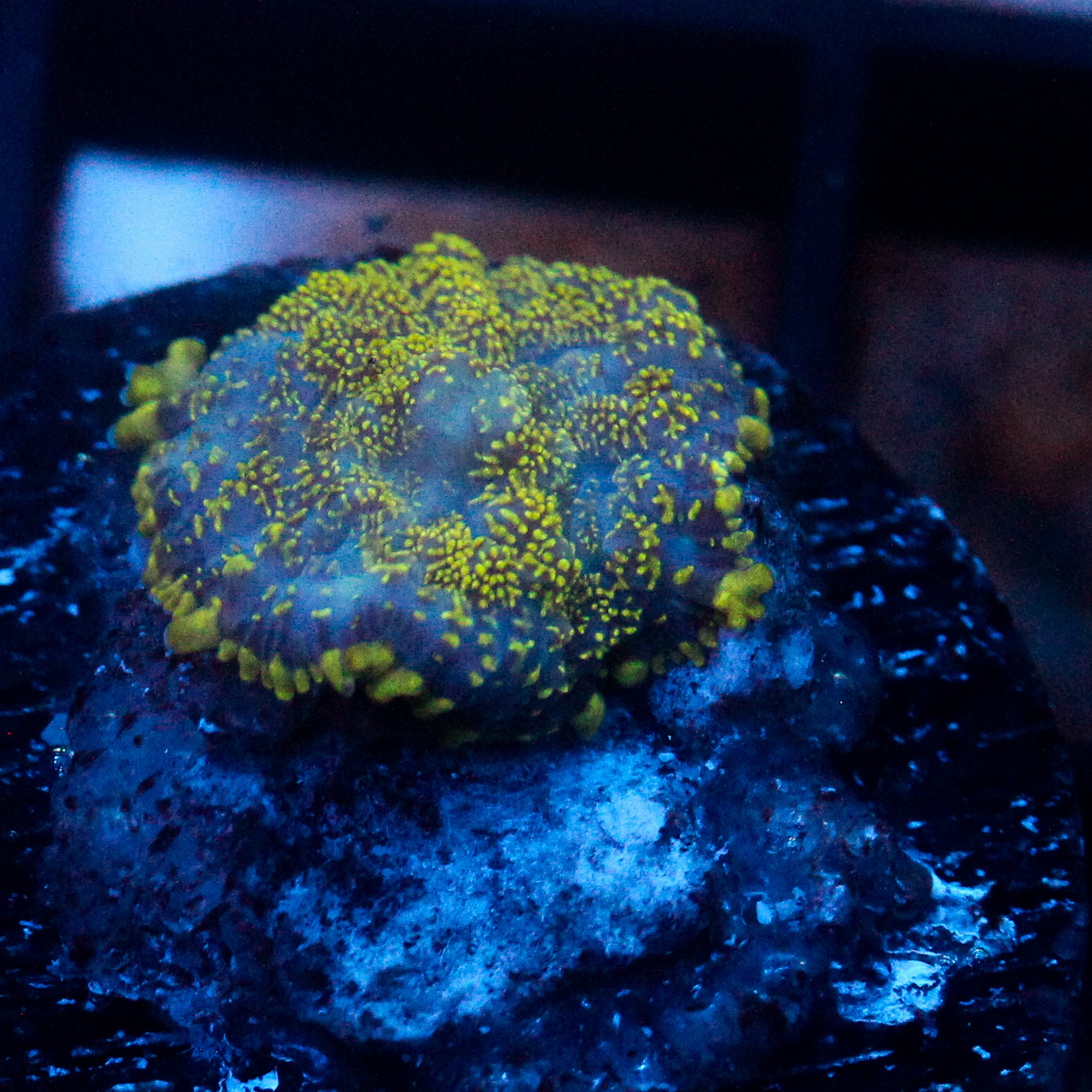 JC Glowstone Rhodactis
