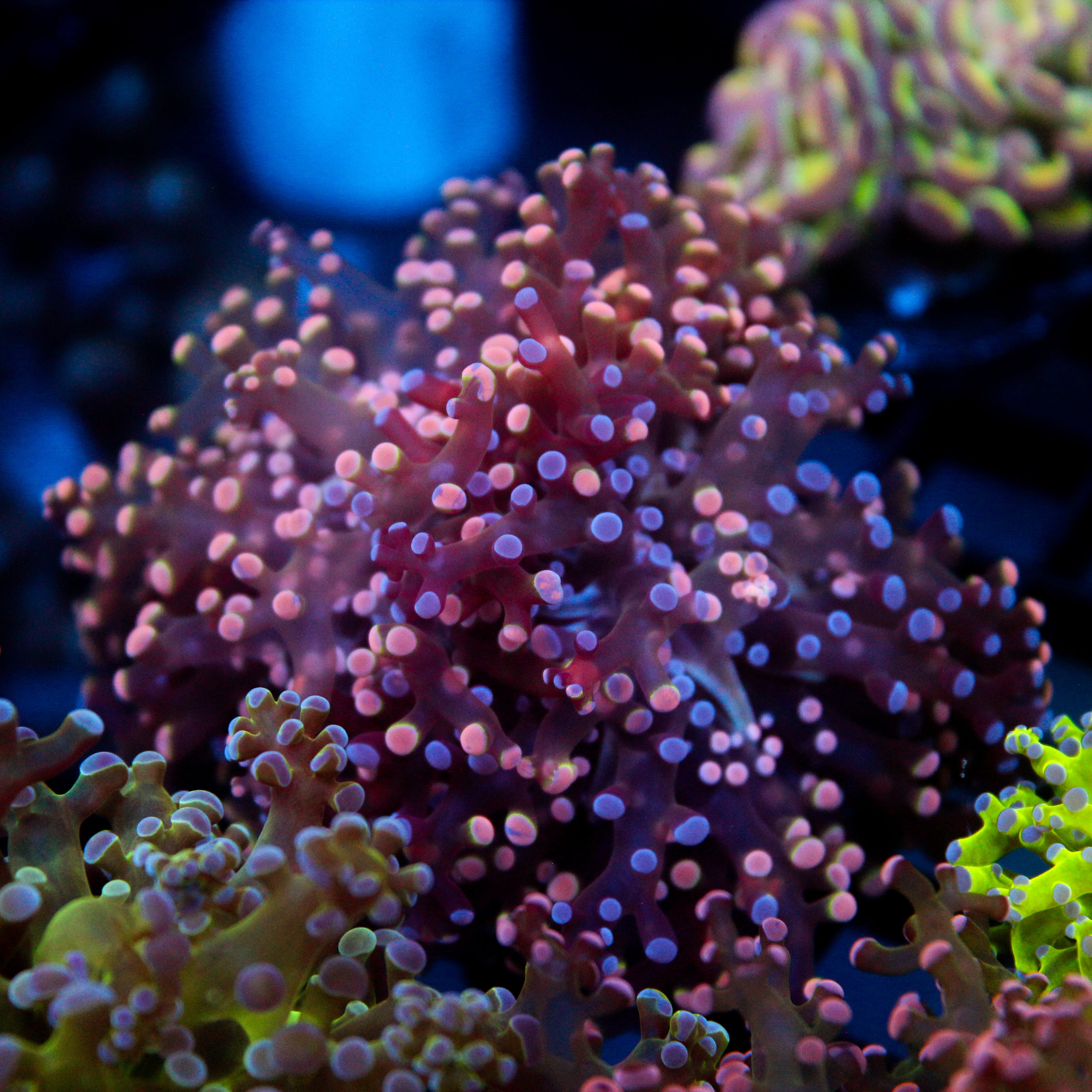JC Pink Splatter Frogspawn