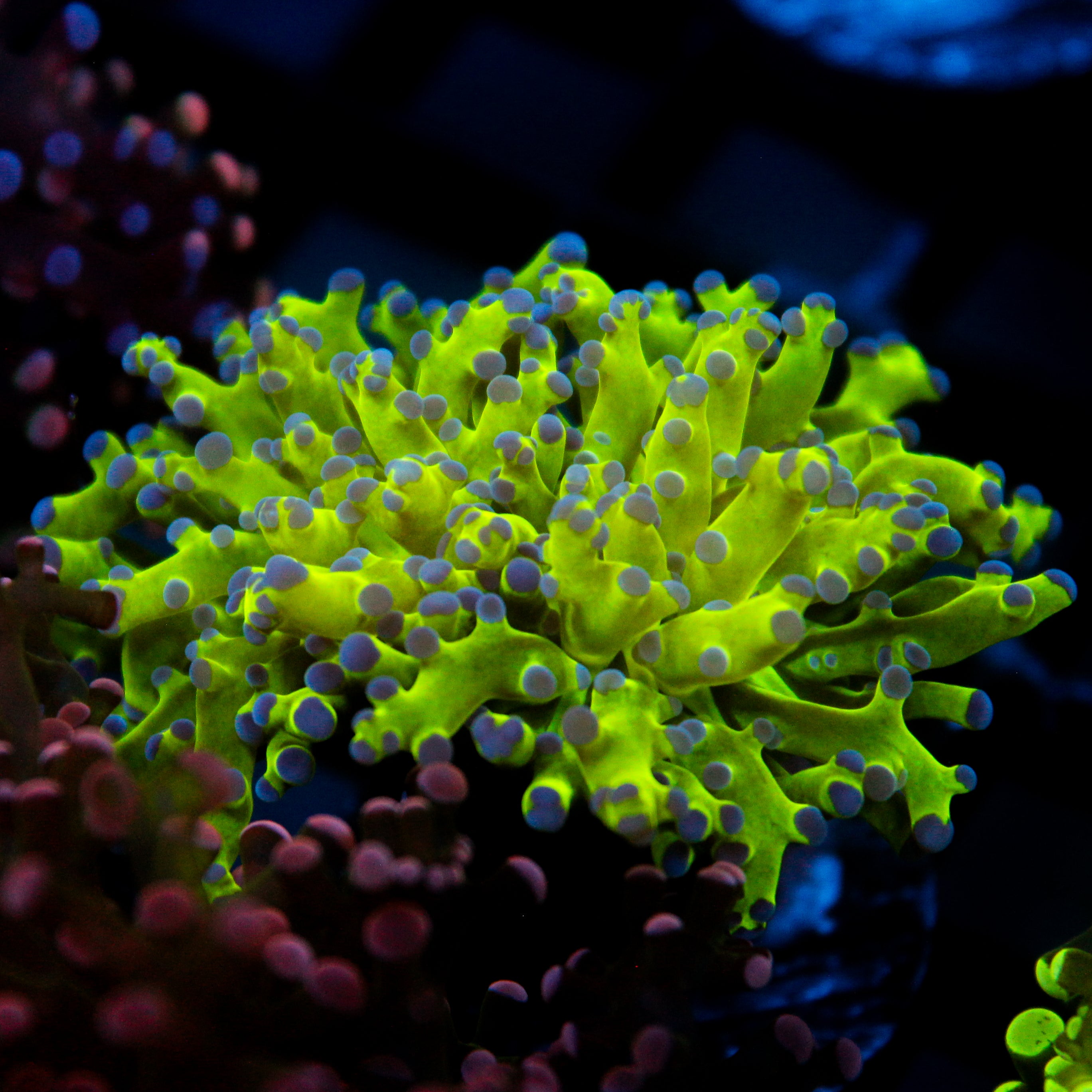 JC Hulk Frogspawn