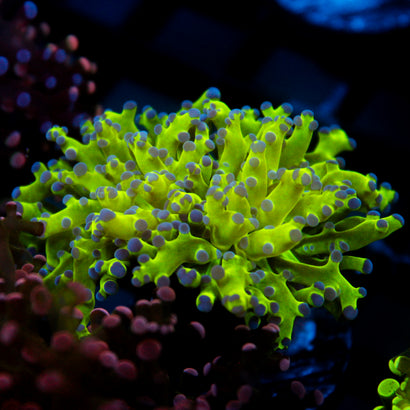 JC Hulk Frogspawn