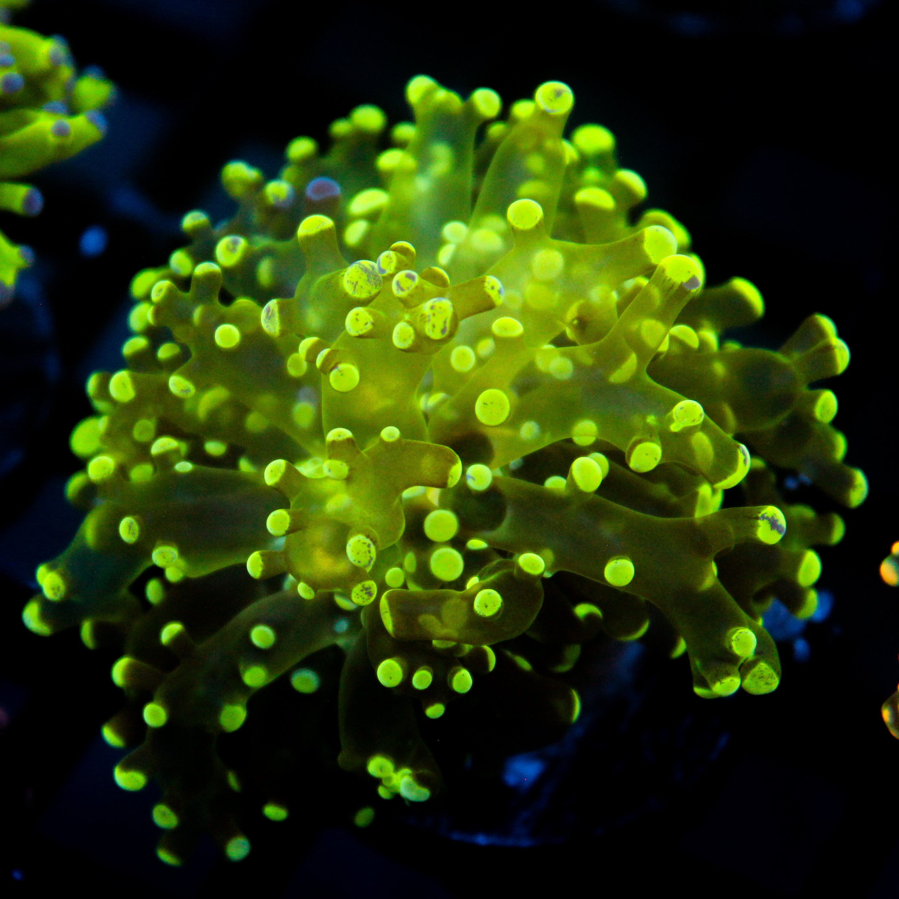 JC Splatter Frogspawn