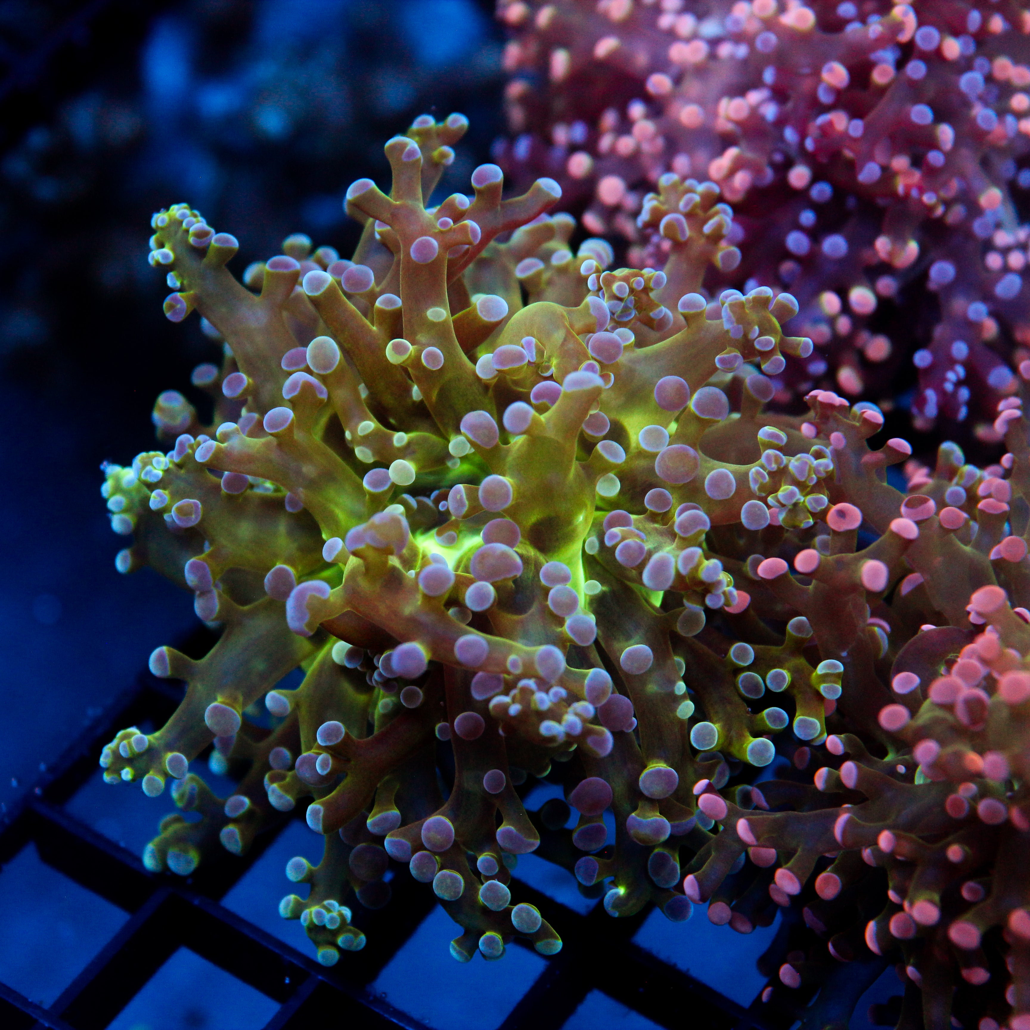 JC Hulk Buster Frogspawn