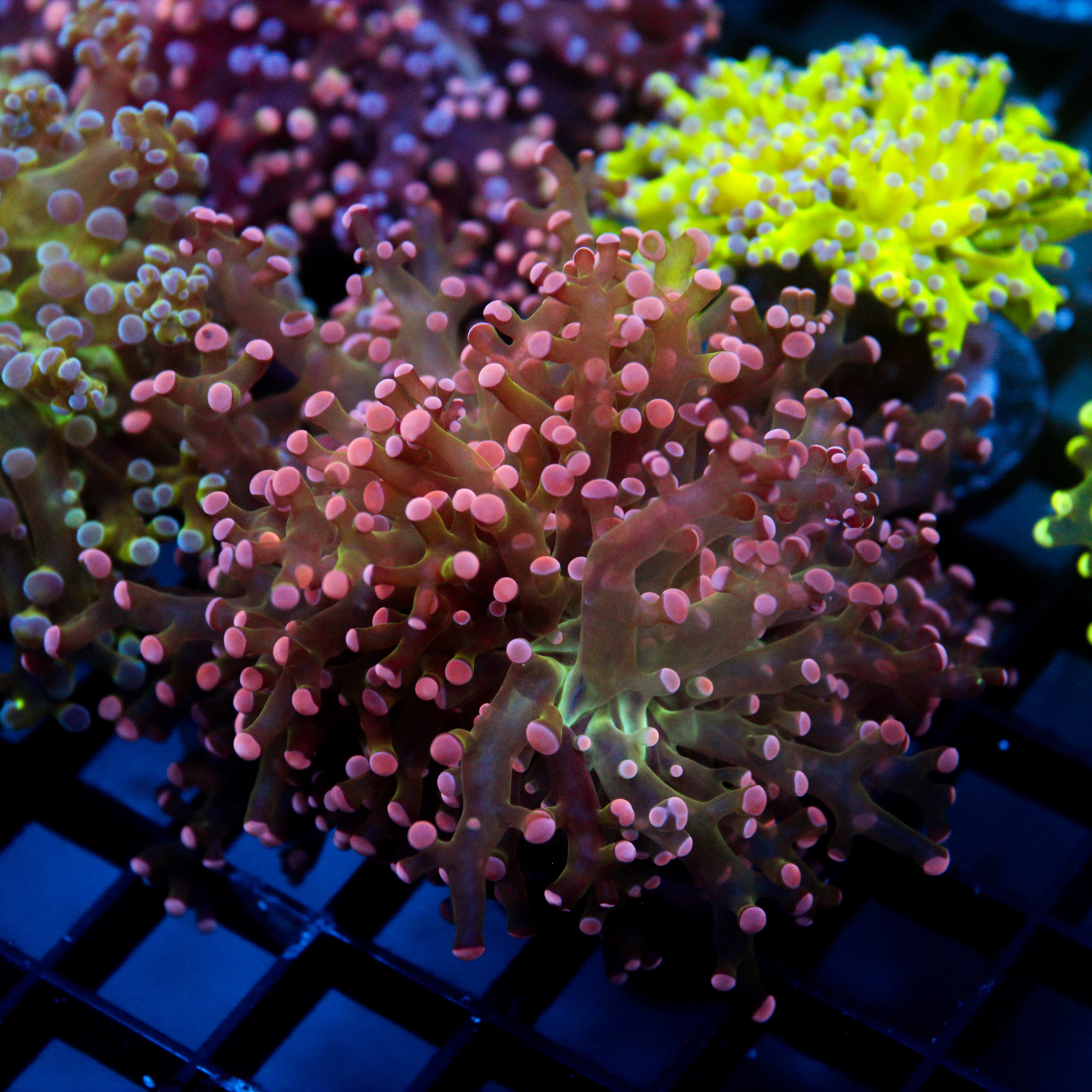 JC Pink Tip Frogspawn