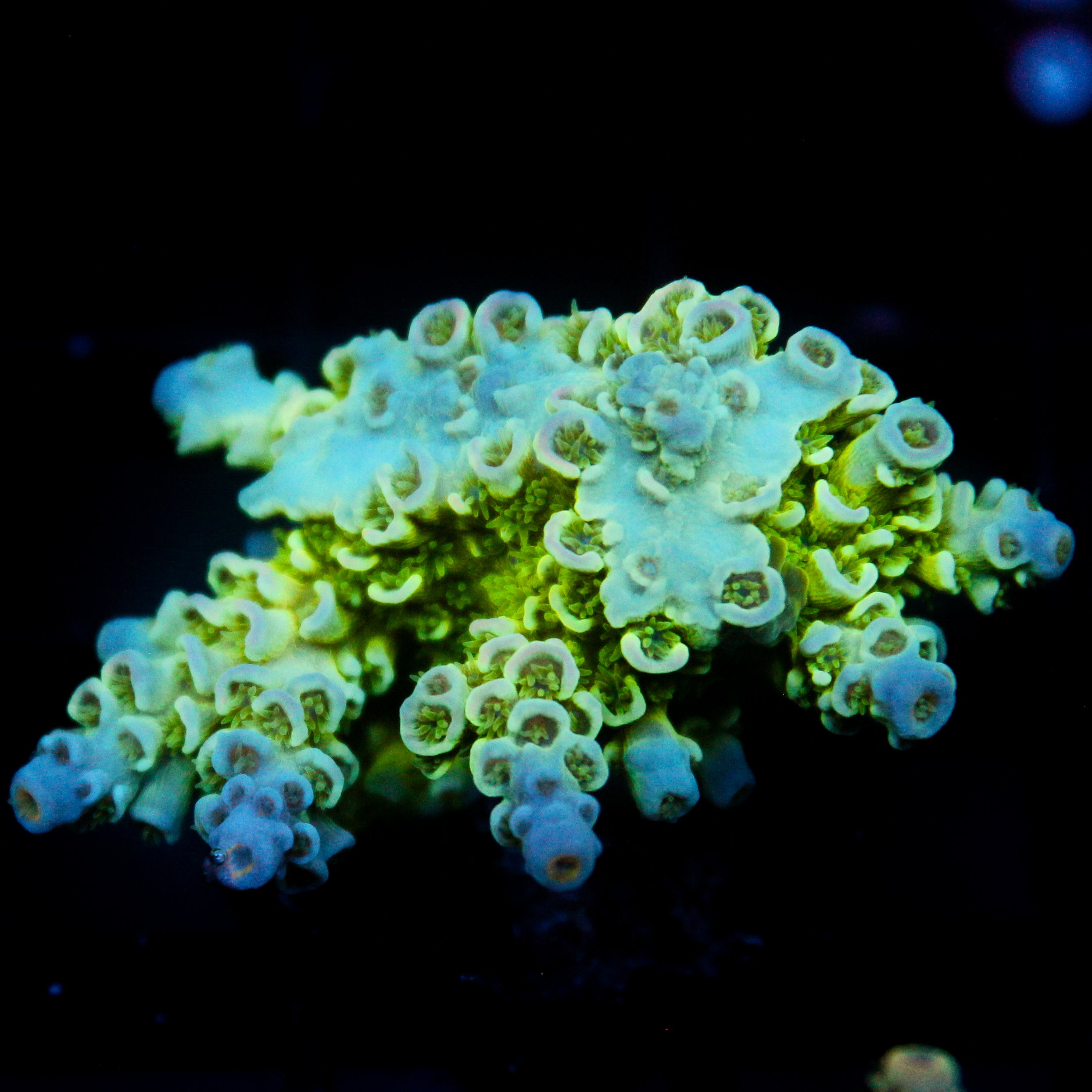 JC Green Demon Acro